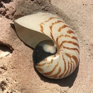 Beautiful Chambered Nautilus seashell from Florida.
